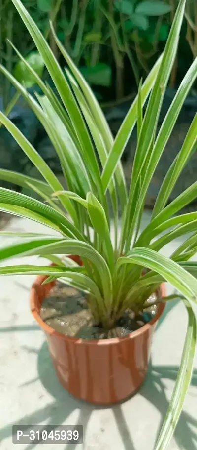 Live Spider Plant - Easy Care Indoor Plant-thumb3