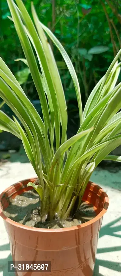 Spider Plant - Easy to Grow Indoor Plant-thumb3