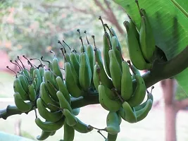 Dwarf Cavendish Banana Plant - Easy to Grow-thumb1