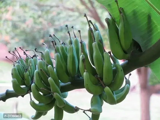 Dwarf Cavendish Banana Plant - Easy to Grow-thumb2