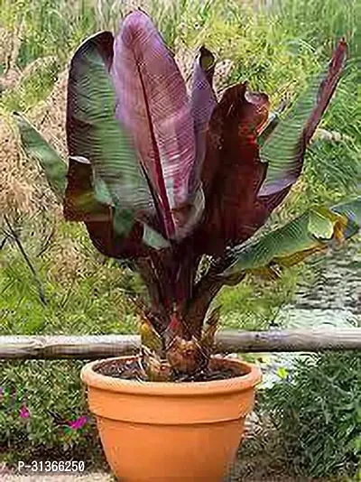 Hardy Musa Basjoo Banana Plant - Live Plant for Sale-thumb0