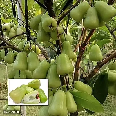 Fragrant Jasmine Plant in Modern Planter-thumb0