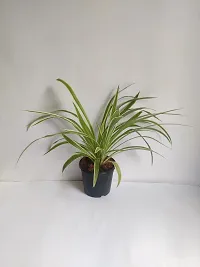 Spider Plant with Pot - Low Maintenance Indoor Greenery-thumb2