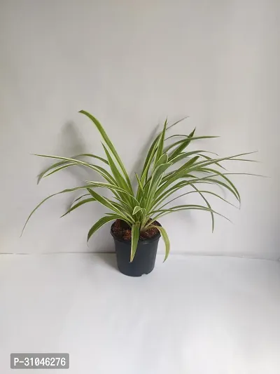 Spider Plant with Pot - Low Maintenance Indoor Greenery-thumb3