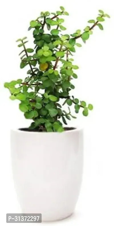 Shami Plant with Decorative Pot-thumb0