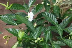 Potted Jasmine Plant - Ideal for Patios and Balconies-thumb1