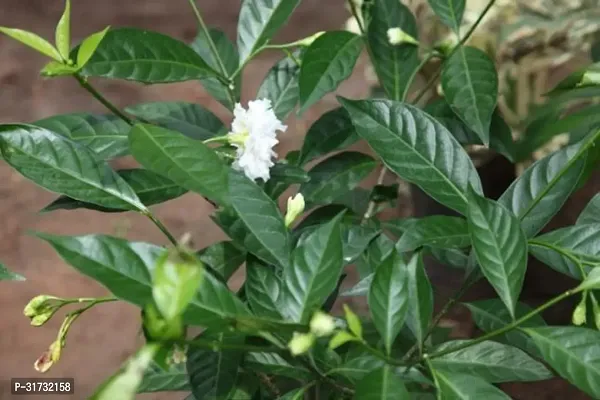 Potted Jasmine Plant - Ideal for Patios and Balconies-thumb2