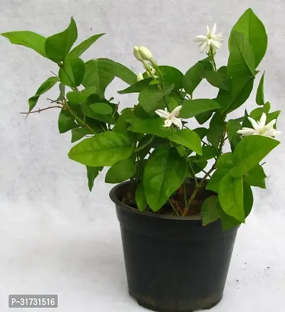 Live Jasmine Plant - Fresh and Fragrant Home Addition-thumb0