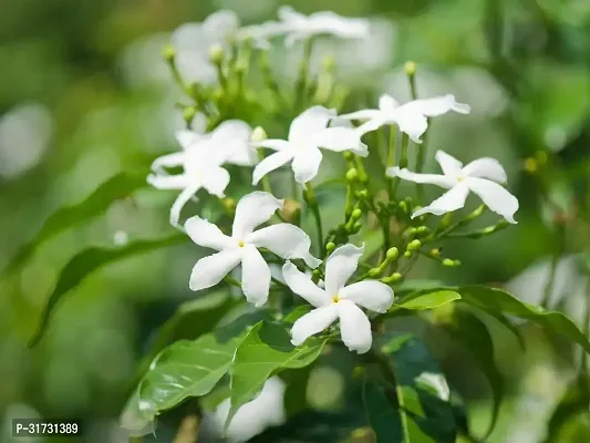 Jasmine Plant with Pot - Easy to Maintain-thumb2