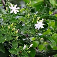 Potted Jasmine Plant - Ideal for Patios and Balconies-thumb2