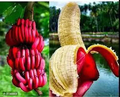 Edible Musa Banana Tree - Live Plant for Gardens-thumb0