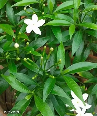 Jasmine Plant for Indoor Decor - Beautiful and Aromatic-thumb3