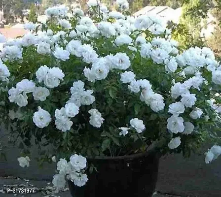 Potted Jasmine Plant - Ideal for Outdoor Use-thumb0