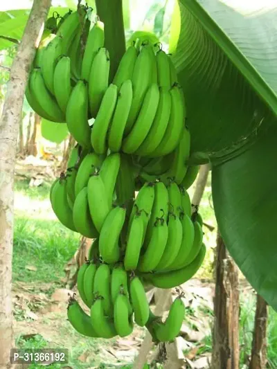 Fresh Musa Basjoo Banana Tree - Cold Hardy Variety-thumb0