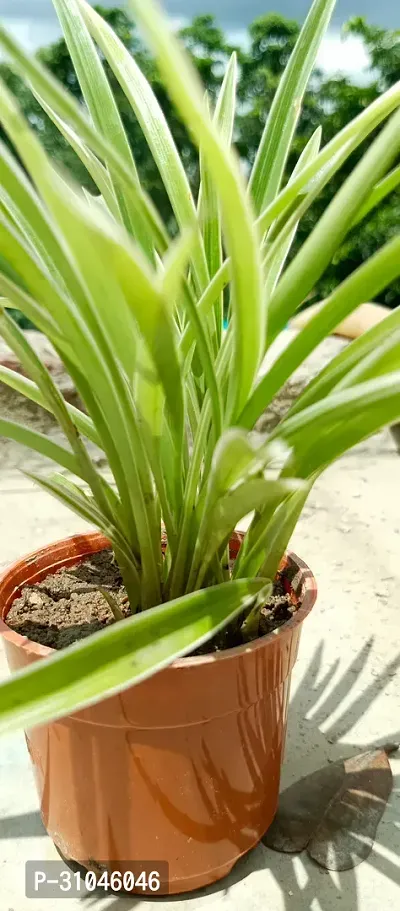 Chlorophytum comosum - Spider Plant in 4-Inch Pot-thumb2