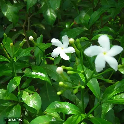 Jasmine Plant with Pot - Low Maintenance Houseplant