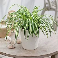 Spider Plant - Indoor Air Purifying Houseplant-thumb1