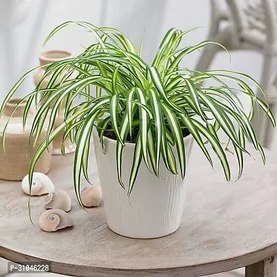 Spider Plant - Indoor Air Purifying Houseplant-thumb2