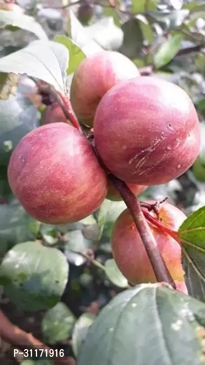 Ber Apple Tree - Shade Tolerant