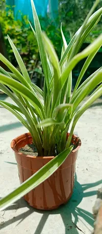 Live Spider Plant - Easy Care Indoor Plant-thumb2