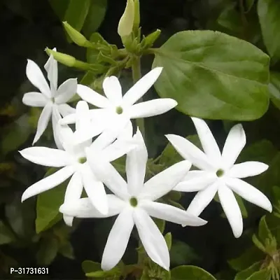 Healthy Jasmine Plant - Perfect for Any Room-thumb0