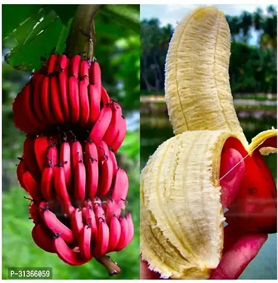 Exotic Red Banana Tree - Vibrant and Unique-thumb0