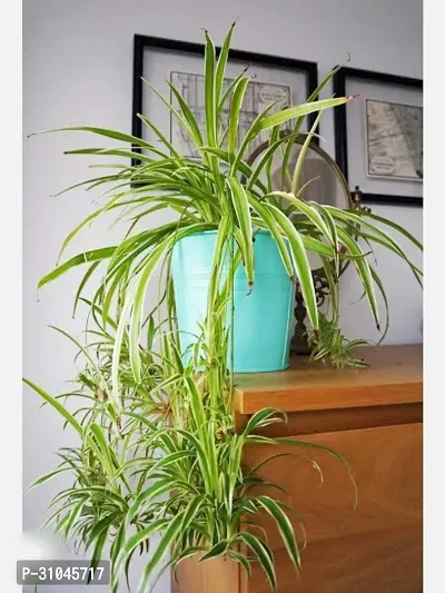 Spider Plant - Perfect Indoor Plant for Fresh Air-thumb2