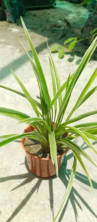 Spider Plant - Perfect Indoor Plant for Fresh Air-thumb3