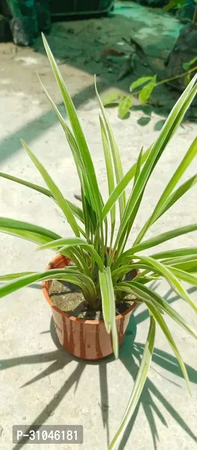 Spider Plant - Perfect Indoor Plant for Fresh Air-thumb4