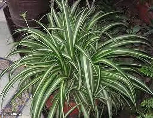 Healthy Spider Plant - Beautiful Indoor Decor-thumb0