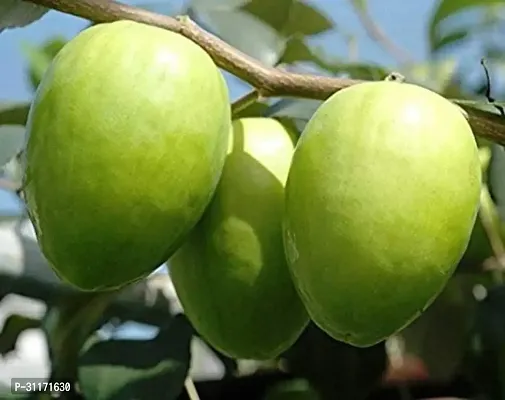 Ber Apple Plant - Backyard Essential-thumb0