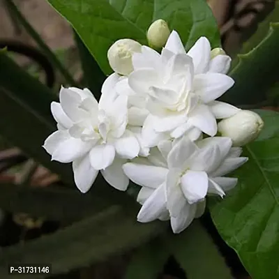 Jasmine Plant for Home Decor - Beautiful and Aromatic-thumb0