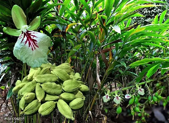 Cardamom Plant - Live Aromatic Herb for Gardens-thumb0