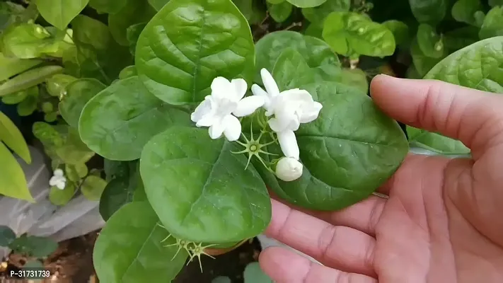 Jasmine Plant - Beautiful Blooms and Fresh Aroma-thumb2