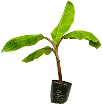 Live Banana Plant - Great for Container Gardening-thumb1