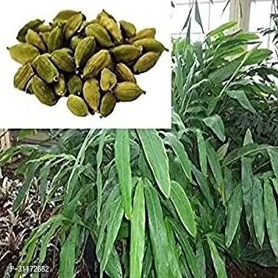 Elaichi Plant - Easy to Grow Spice Herb-thumb0