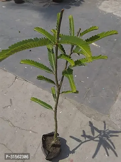 Indian Gooseberry Sapling - Amla Type-thumb0