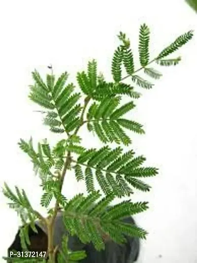 Kumubon Shami Plant for Calm Spaces-thumb0