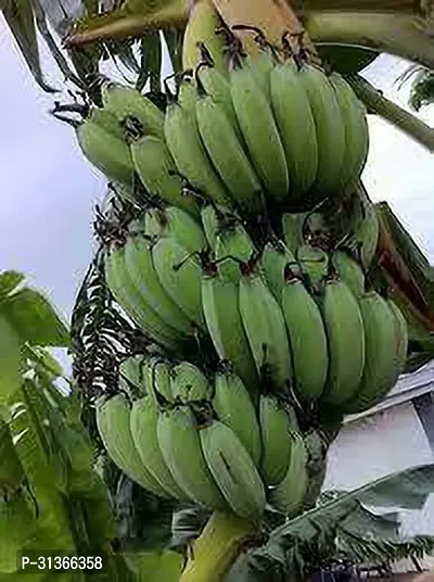 Fresh Musa Banana Plant - Easy to Grow Indoors-thumb0