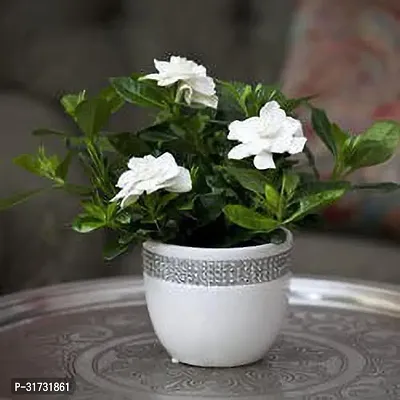 Fragrant Jasmine Plant for Patios-thumb0