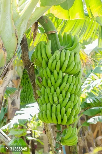 Fruit-Bearing Banana Plant - Homegrown Bananas-thumb2