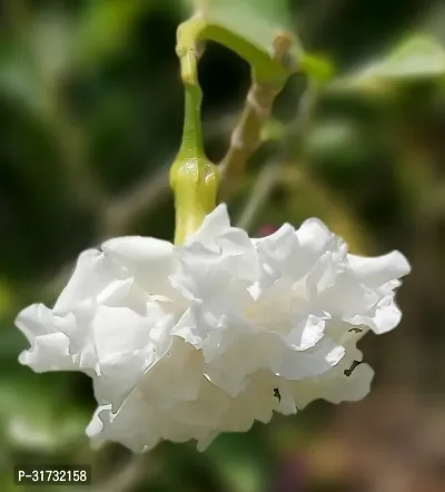 Potted Jasmine Plant - Ideal for Patios and Balconies-thumb3