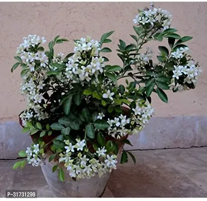 Healthy Jasmine Plant - Easy to Grow and Maintain-thumb0