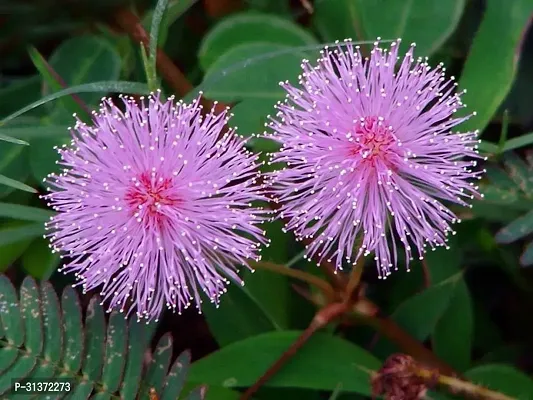 Shami Plant with Elegant Planter-thumb2