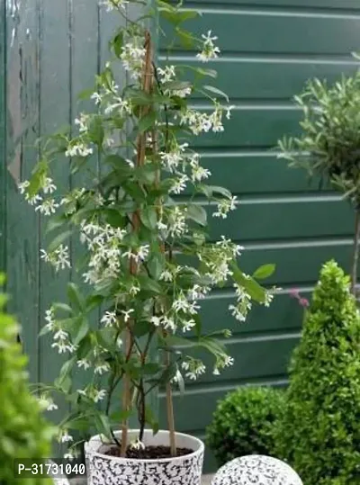 Double Layered Jasmine Plant in Pot-thumb0