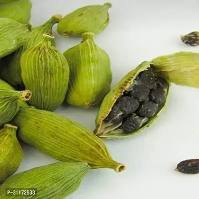 Cardamom Plant - Easy to Grow Aromatic Spice-thumb0