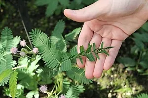 Indoor Shami Plant for Air Purifying-thumb1