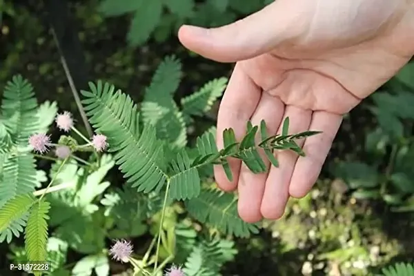 Indoor Shami Plant for Air Purifying-thumb2