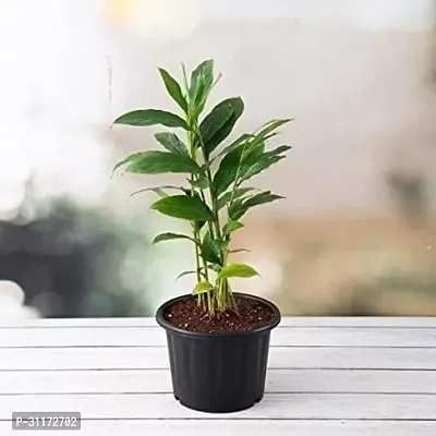 Cardamom Plant - Easy to Grow Aromatic Herb-thumb0