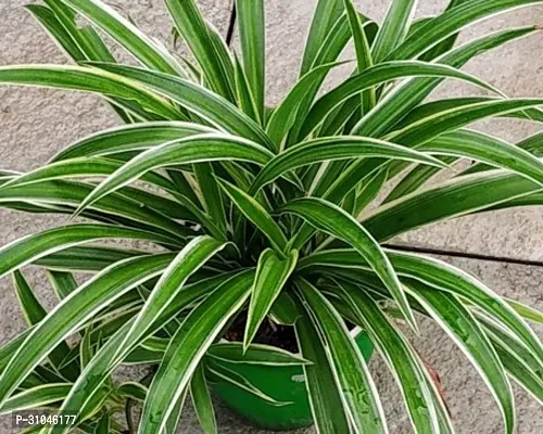 Spider Plant with Pot - Low Maintenance Indoor Greenery-thumb0